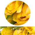 Flores Tulipán Amarillo de gran tamaño Reproducciones en lienzo de lienzo / Flores Tulipán Amarillo Imagen Impreso en lienzo